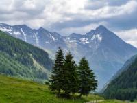Nadelbaum Gruppe am Wegrand im Gschlößtal vor grandioser Bergkulisse